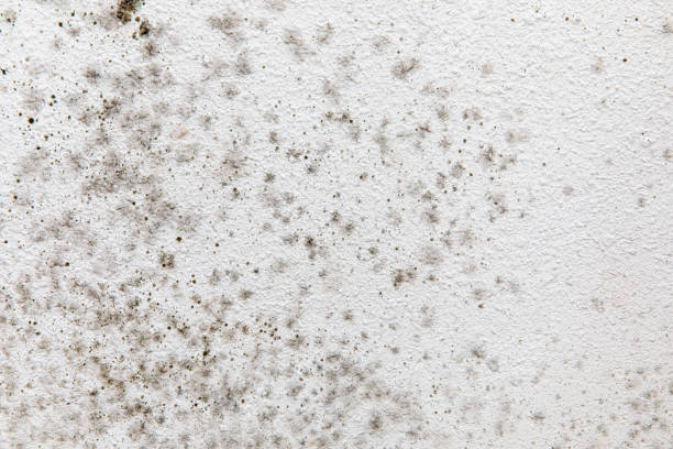 Professional Mold Removal in Myrtle Grove, NC