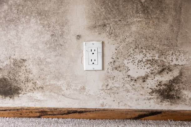 Reliable Myrtle Grove, NC Mold Removal Solutions